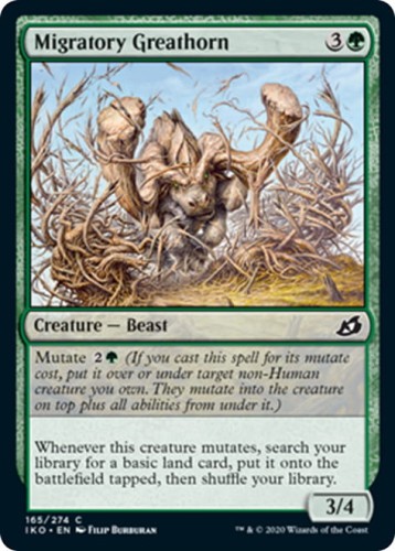 MigratoryGreathorn__08772.1586192698.jpg