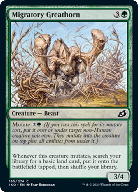 MigratoryGreathorn__08772.1586192698.jpg