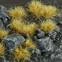 pol_ps_Dry-Tuft-6mm-19476_2.jpg