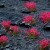 pol_pm_Pink-Flowers-20581_2.jpg