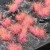 pol_pm_Pink-Flowers-20581_2.jpg