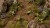 pol_pl_Laser-Plants-Dumb-Cane-Difenbachia-22170_4.jpg