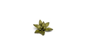 pol_pl_Laser-Plants-Dumb-Cane-Difenbachia-22170_1.jpg
