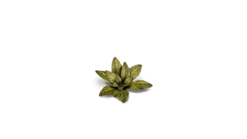 pol_pl_Laser-Plants-Dumb-Cane-Difenbachia-22170_1.jpg