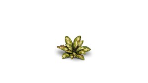 pol_pl_Laser-Plants-Dumb-Cane-Difenbachia-22170_2.jpg