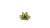 pol_pl_Laser-Plants-Dumb-Cane-Difenbachia-22170_2.jpg