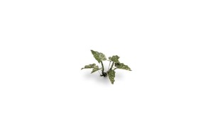 pol_pl_Laser-Plants-Lords-and-Ladies-Obrazki-Plamiste-22171_1.jpg