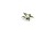 pol_pl_Laser-Plants-Lords-and-Ladies-Obrazki-Plamiste-22171_1.jpg