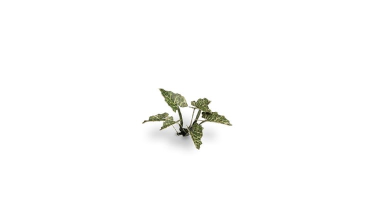 pol_pl_Laser-Plants-Lords-and-Ladies-Obrazki-Plamiste-22171_1.jpg