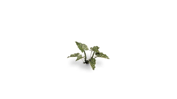 pol_pl_Laser-Plants-Lords-and-Ladies-Obrazki-Plamiste-22171_1.jpg