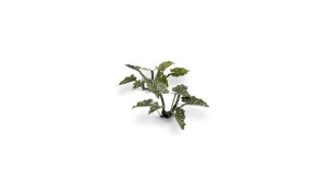 pol_pl_Laser-Plants-Lords-and-Ladies-Obrazki-Plamiste-22171_6.jpg