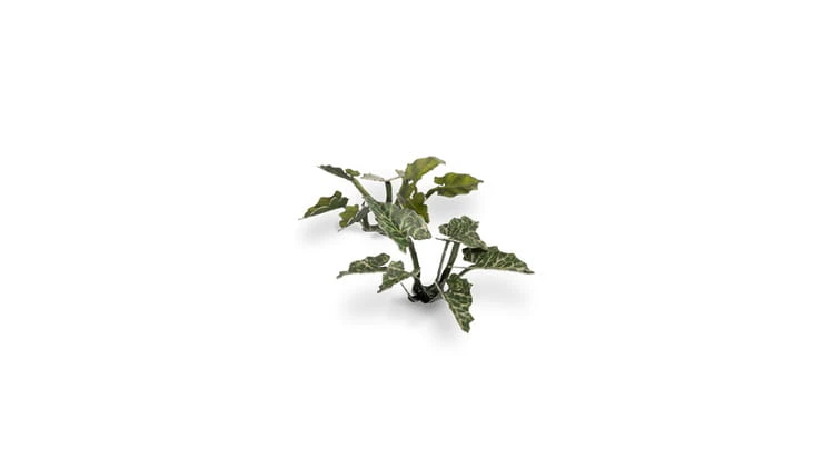 pol_pl_Laser-Plants-Lords-and-Ladies-Obrazki-Plamiste-22171_6.jpg