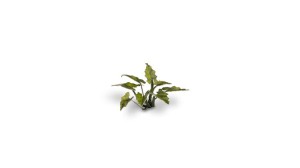 pol_pl_Laser-Plants-Lords-and-Ladies-Obrazki-Plamiste-22171_2.jpg