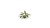 pol_pl_Laser-Plants-Lords-and-Ladies-Obrazki-Plamiste-22171_2.jpg