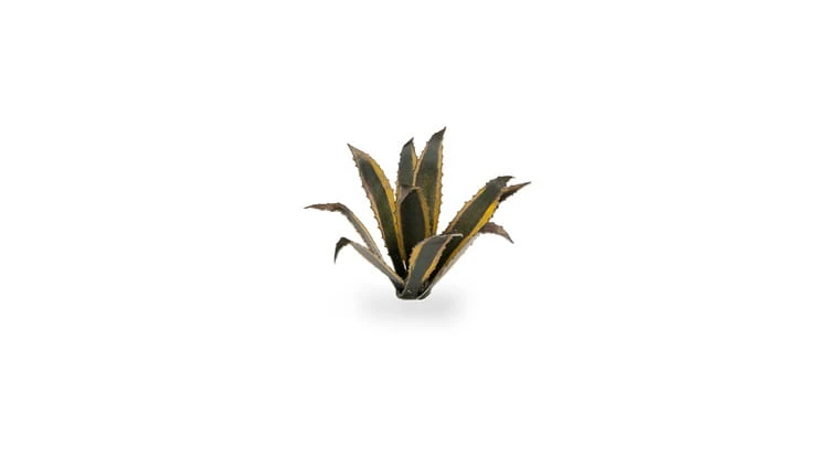 pol_pl_Laser-Plants-Agave-Agawa-22172_2.jpg