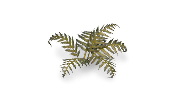 pol_pl_Laser-Plants-Bracken-Paproc-22177_2.jpg