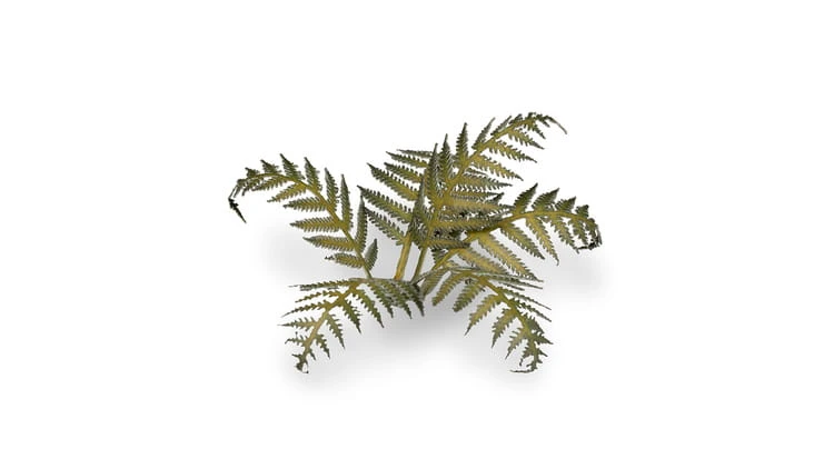 pol_pl_Laser-Plants-Bracken-Paproc-22177_2.jpg