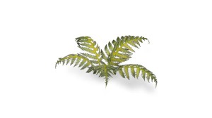 pol_pl_Laser-Plants-Bracken-Paproc-22177_1.jpg