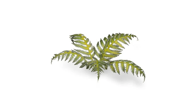 pol_pl_Laser-Plants-Bracken-Paproc-22177_1.jpg
