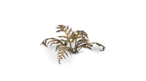pol_pl_Laser-Plants-Dry-Bracken-Wysuszona-Paproc-22178_3.jpg
