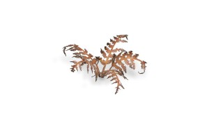 pol_pl_Laser-Plants-Dry-Bracken-Wysuszona-Paproc-22178_2.jpg
