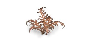 pol_pl_Laser-Plants-Dry-Bracken-Wysuszona-Paproc-22178_1.jpg