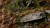 pol_pl_Laser-Plants-Dry-Bracken-Wysuszona-Paproc-22178_4.jpg