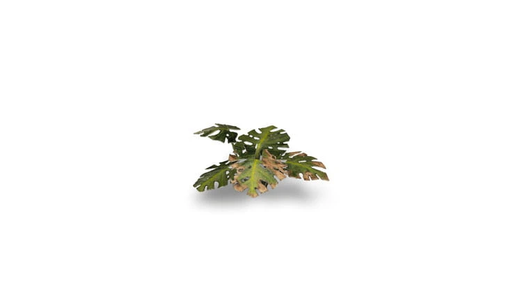 pol_pl_Laser-Plants-Monstera-22179_4.jpg