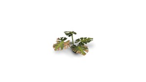 pol_pl_Laser-Plants-Monstera-22179_3.jpg