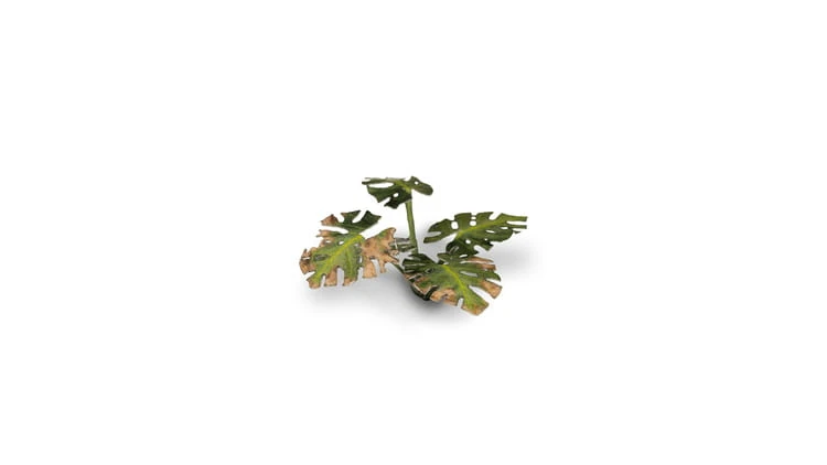 pol_pl_Laser-Plants-Monstera-22179_3.jpg