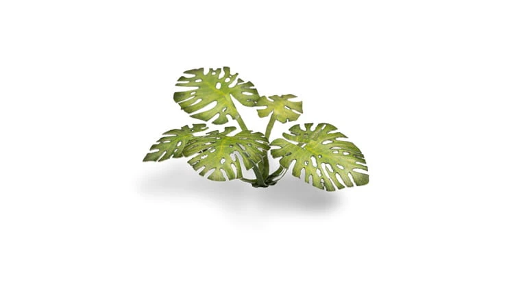pol_pl_Laser-Plants-Monstera-22179_2.jpg