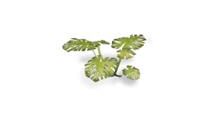 pol_pl_Laser-Plants-Monstera-22179_1.jpg