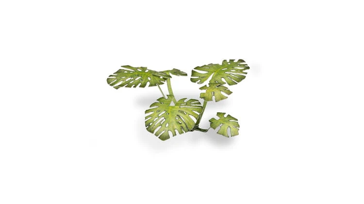 pol_pl_Laser-Plants-Monstera-22179_1.jpg
