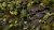 pol_pl_Laser-Plants-Monstera-22179_5.jpg
