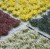 mixed-flower-set.jpg
