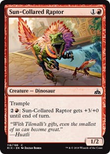 SunCollaredRaptor.jpg
