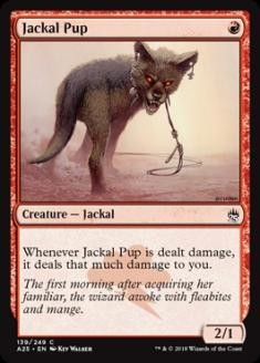 JackalPup.jpg