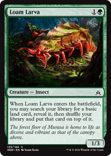 LoamLarva.jpg